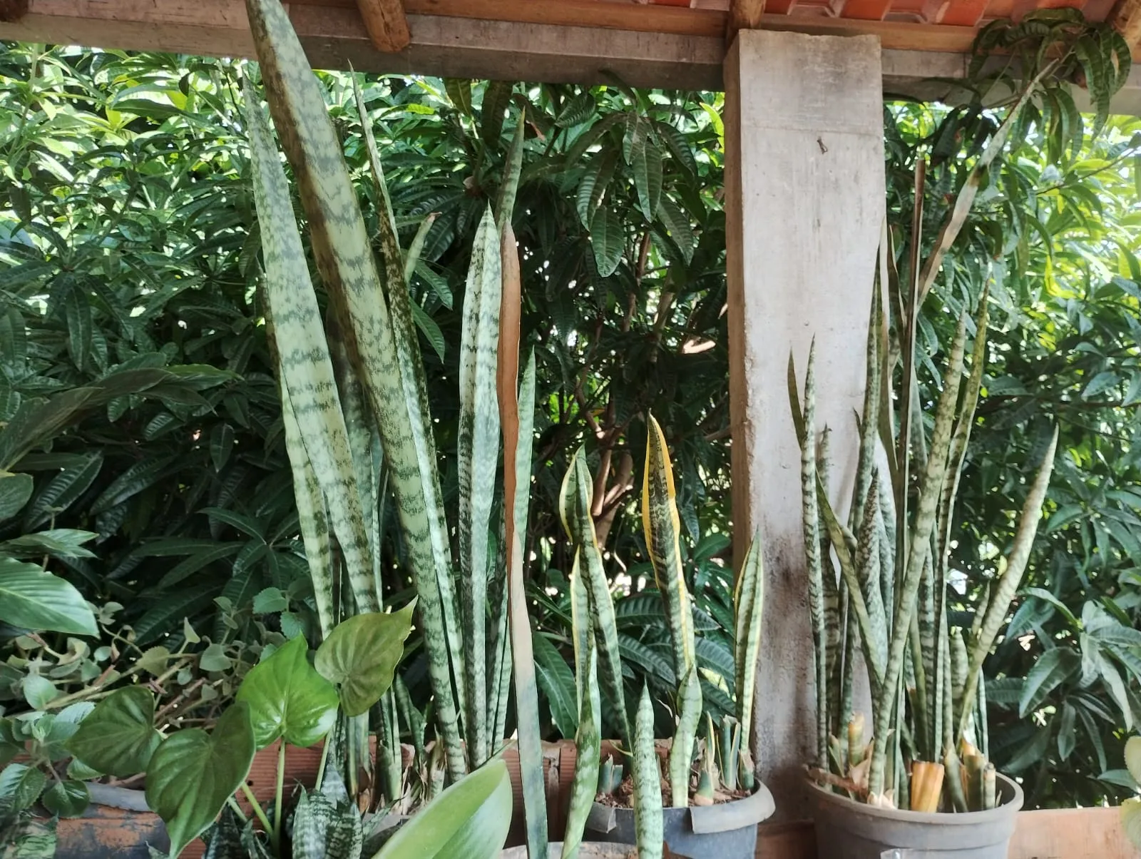 Plantas ornamentais — jardinagem e manejo arbóreo, Fernando Consultoria Ambiental