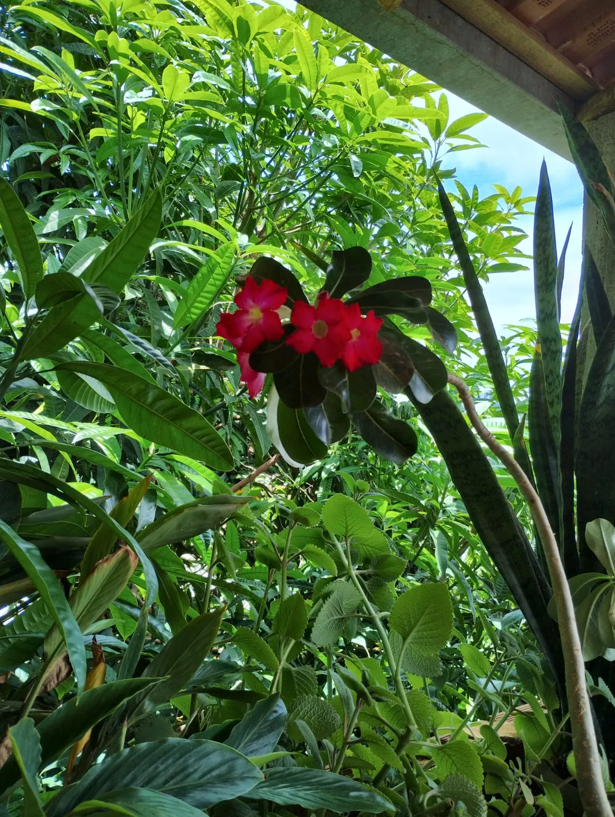 Flores vermelhas em jardim — paisagismo e manejo arbóreo, Fernando Consultoria ES