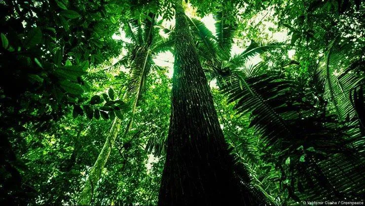 Floresta nativa — reflorestamento e recuperação ambiental, Fernando Consultoria Ambiental