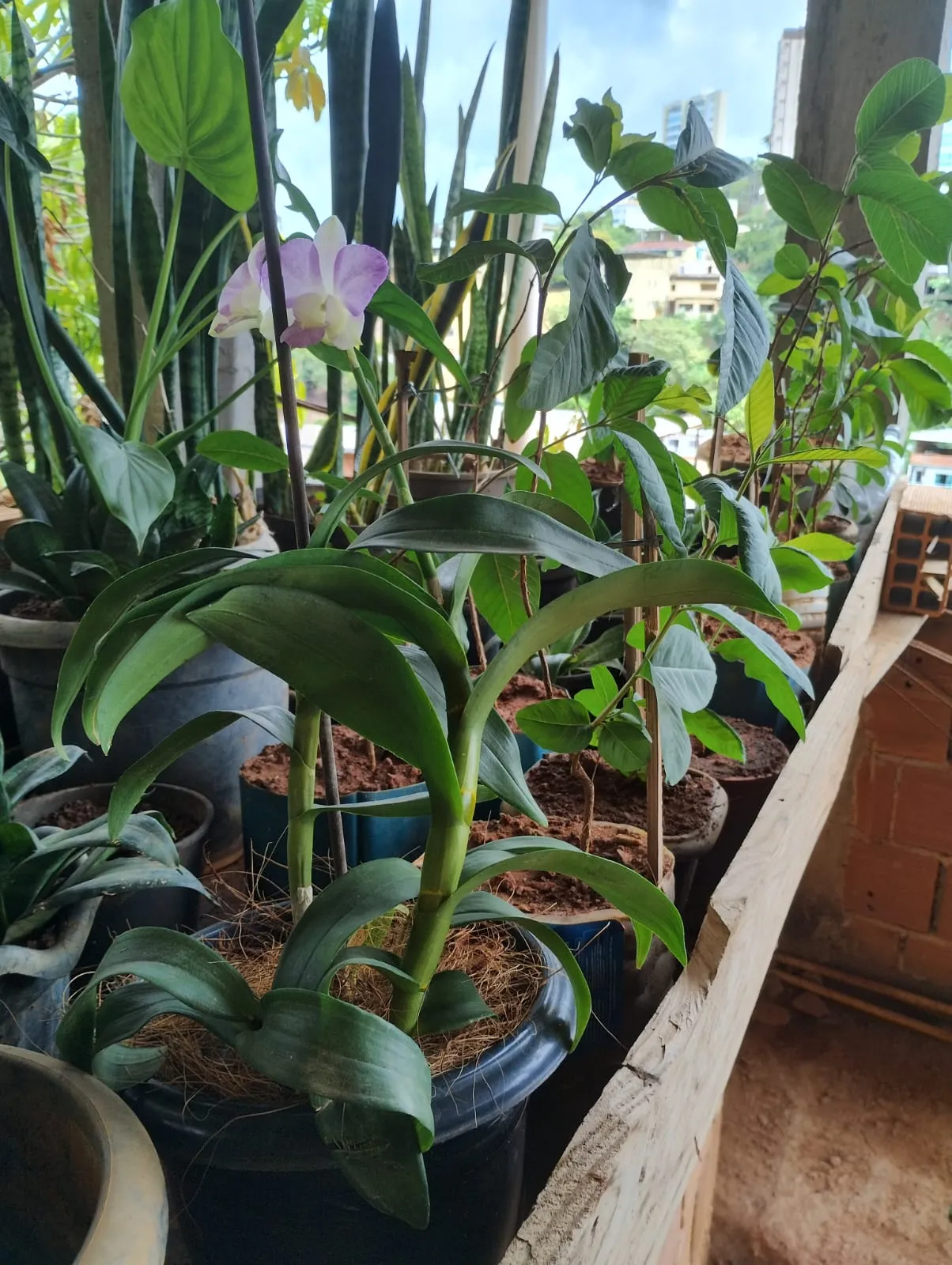 Mudas em vasos — jardinagem e plantas ornamentais, Fernando Consultoria Ambiental