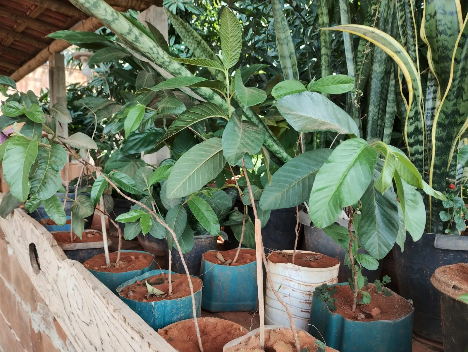 Mudas de árvores em viveiro — reflorestamento, Fernando Consultoria Ambiental